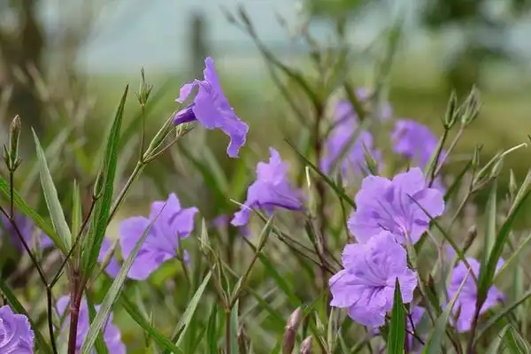 Foto de Ruellia simplex - flowers:Alejandro Bayer Tamayo