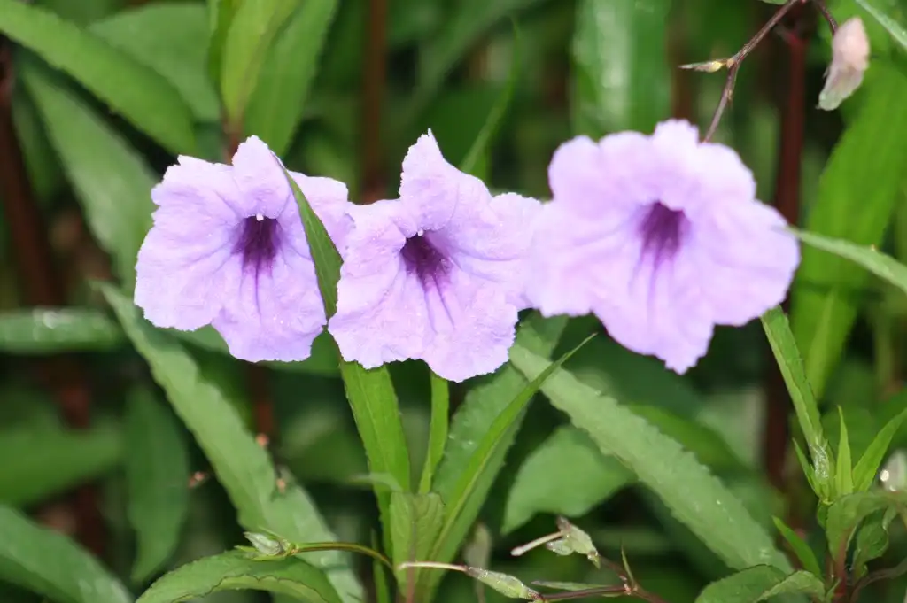 Foto de Ruellia simplex - Flower Close-up (Cleveland County,NC):Dotty Leatherwood