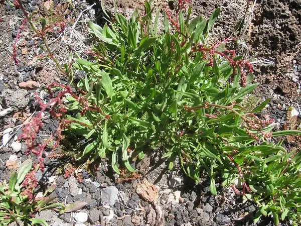 Photo of Rumex acetosella (Rumex acetosellas)