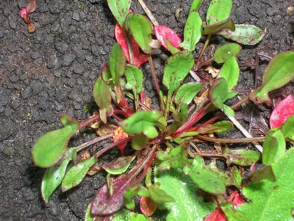 Photo of Rumex acetosella (Rumex acetosellas)
