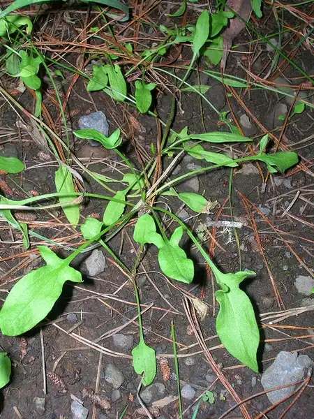 Photo of Rumex acetosella - Arrow shaped leaves with two lobes at the base.:Forest and Kim Starr