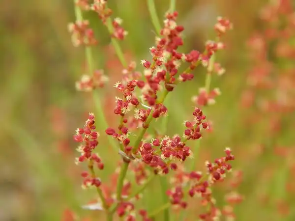 Photo of Rumex acetosella - Flowers - red (female):Forest and Kim Starr