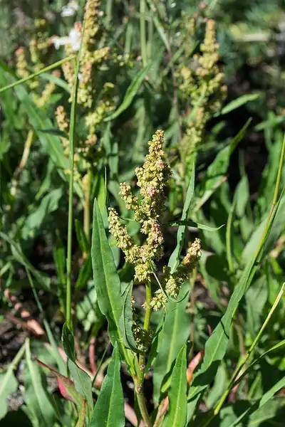 Photo of Rumex acetosella - Flowers - yellowish-green (male):Lars Rosengreen
