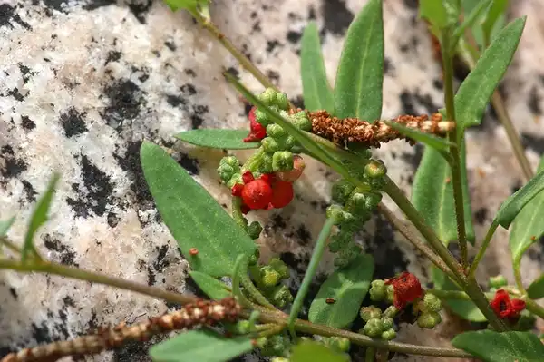 Photo of Rumex acetosella - Fruits- red achenes:Ian Sutton