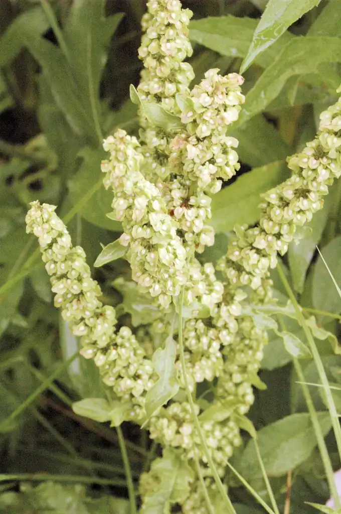Foto de Rumex crispus (Rumex crispuss)