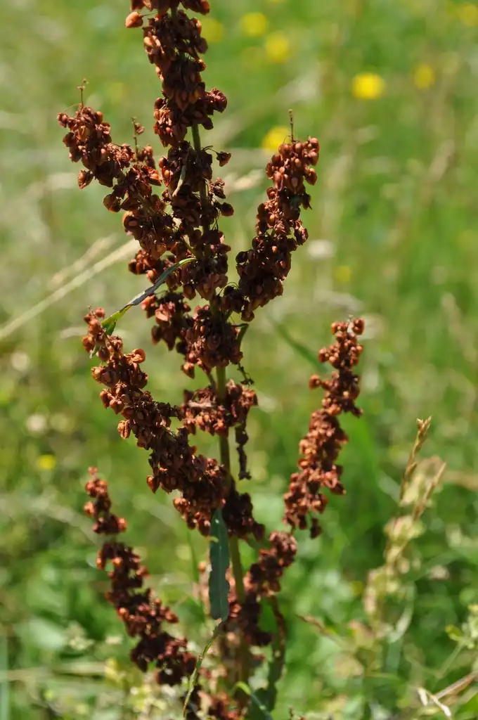 Foto de Rumex crispus (Rumex crispuss)