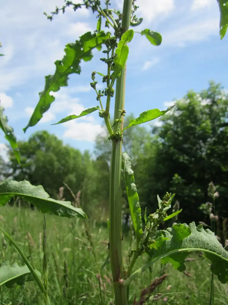 Foto de Rumex crispus - Stem, leaves:AnRo0002