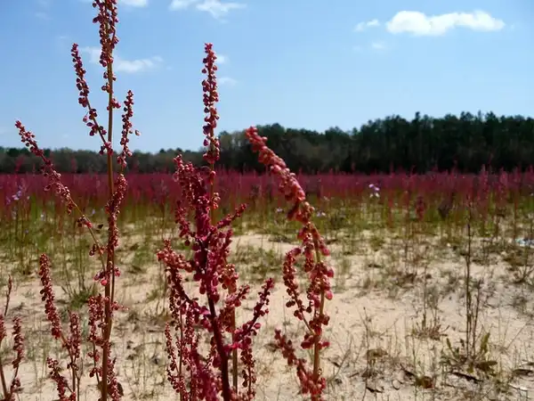 Фото Rumex hastatulus (Rumex hastatuluss)