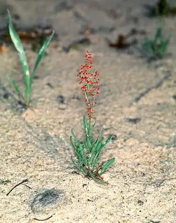 Photo of Rumex (Rumexs)