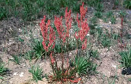 Photo of Rumex (Rumexs)
