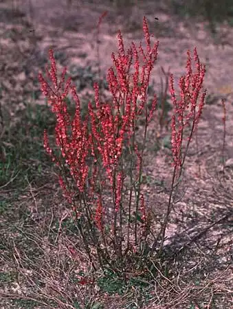 Photo of Rumex - :