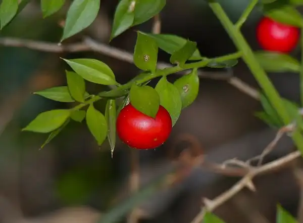 Photo of Ruscus aculeatus (Ruscus aculeatuss)