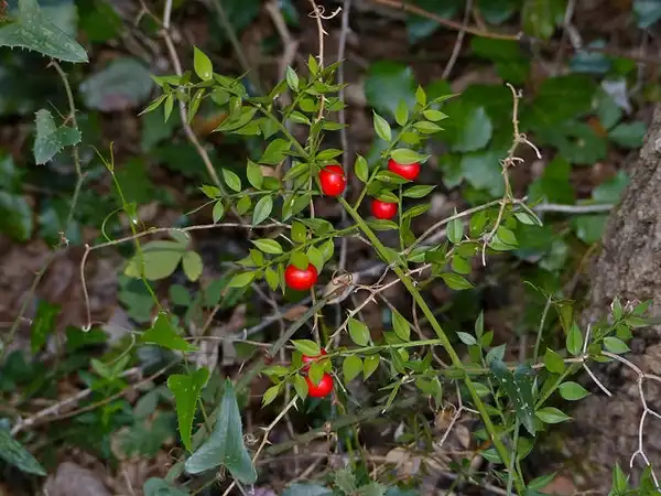 Photo of Ruscus aculeatus (Ruscus aculeatuss)