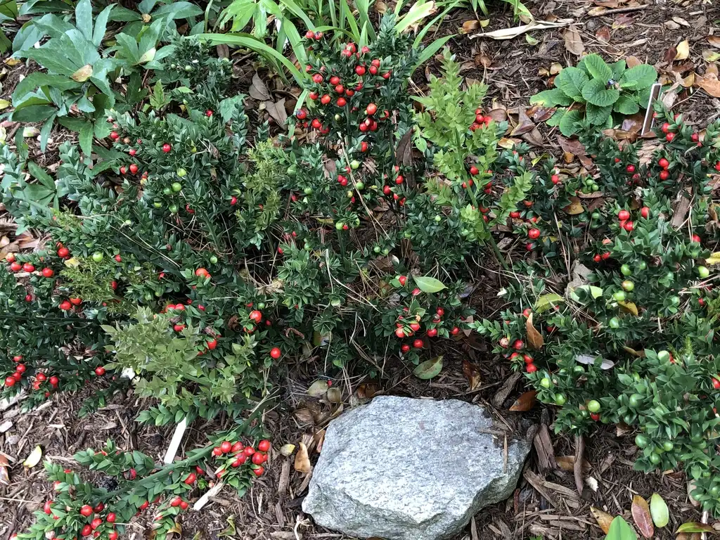 Photo of Ruscus aculeatus - 'Wheeler's Variety' form, Warren County NC:Cathy Dewitt