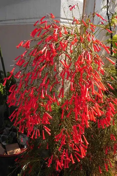 Фото Russelia equisetiformis (Russelia equisetiformiss)