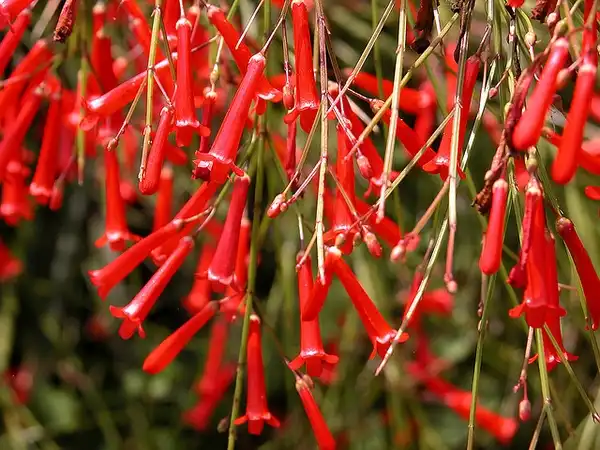 Фото Russelia equisetiformis (Russelia equisetiformiss)
