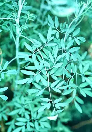 Фото Ruta graveolens (Ruta graveolenss)