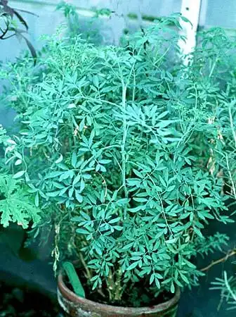 Фото Ruta graveolens (Ruta graveolenss)
