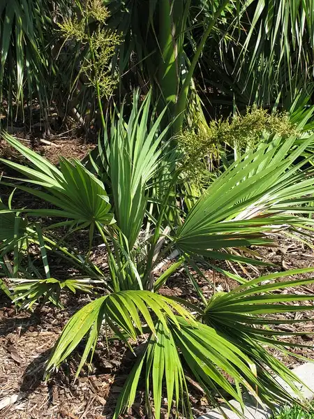 Photo of Sabal minor (Sabal minors)