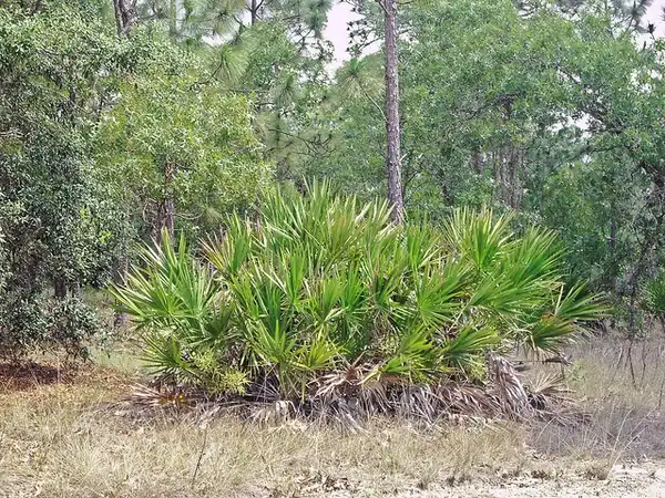 Photo of Sabal minor (Sabal minors)