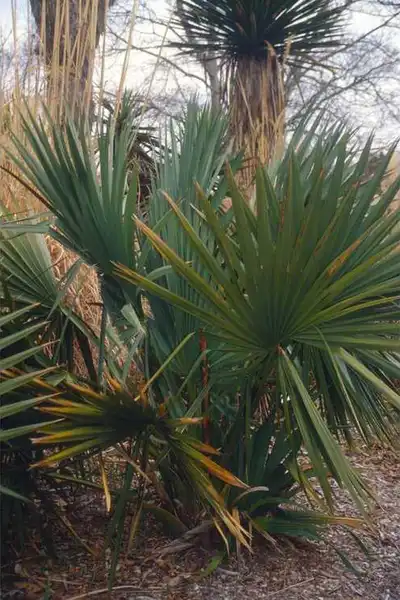Photo of Sabal minor - Sabal minor:JC Raulston Arboretum