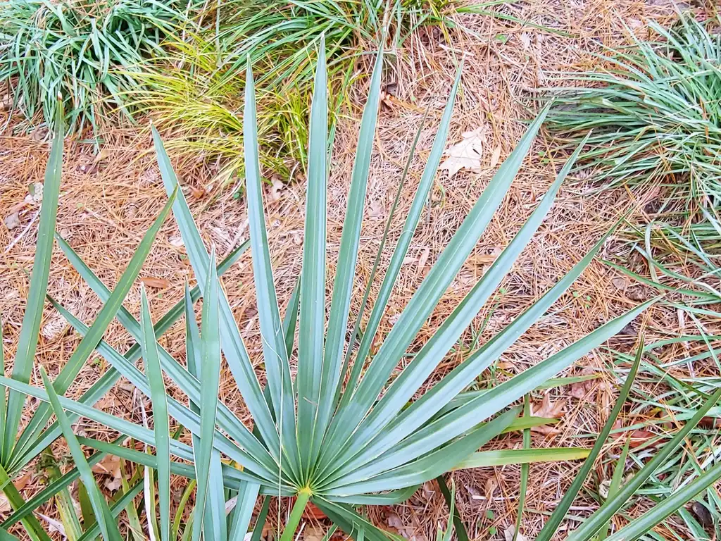 Photo of Sabal minor - leaf in winter:skdavidson