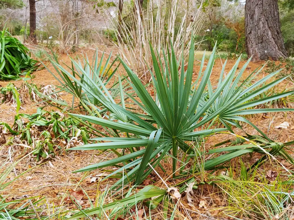 Photo of Sabal minor - form in winter rain garden:skdavidson