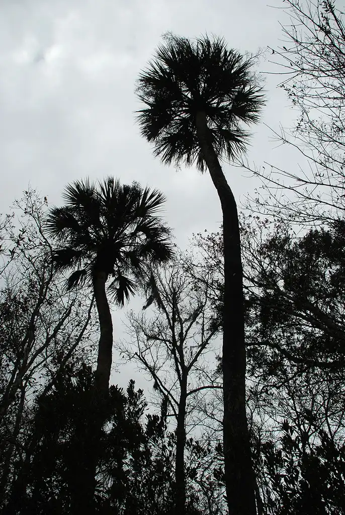 Photo of Sabal palmetto (Sabal palmettos)