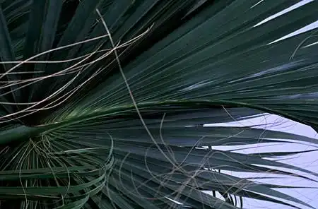 Photo of Sabal palmetto (Sabal palmettos)