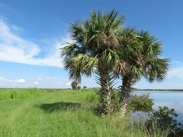 Photo of Sabal palmetto - Form:Katja Schultz