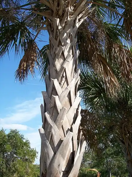 Photo of Sabal palmetto - Beneath the fronds, the old leaf bases make a crisscross pattern on the upper trunk. There is no true bark.: