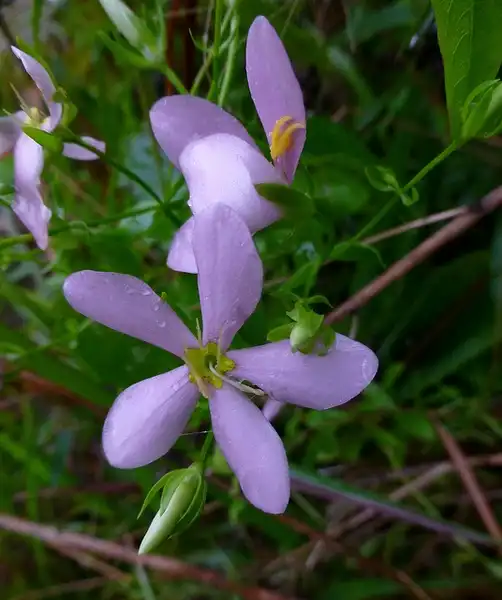 Foto de Sabatia angularis (Sabatia angulariss)