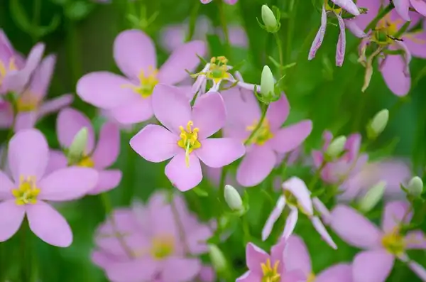 Foto de Sabatia angularis (Sabatia angulariss)