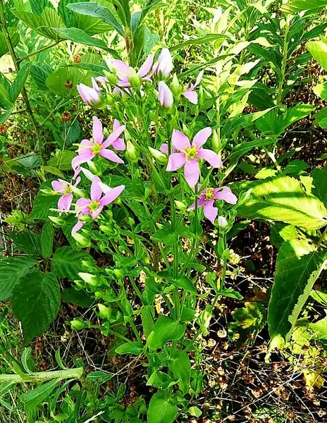 Foto de Sabatia angularis - Sabatia angularis:Nancy Magnusson