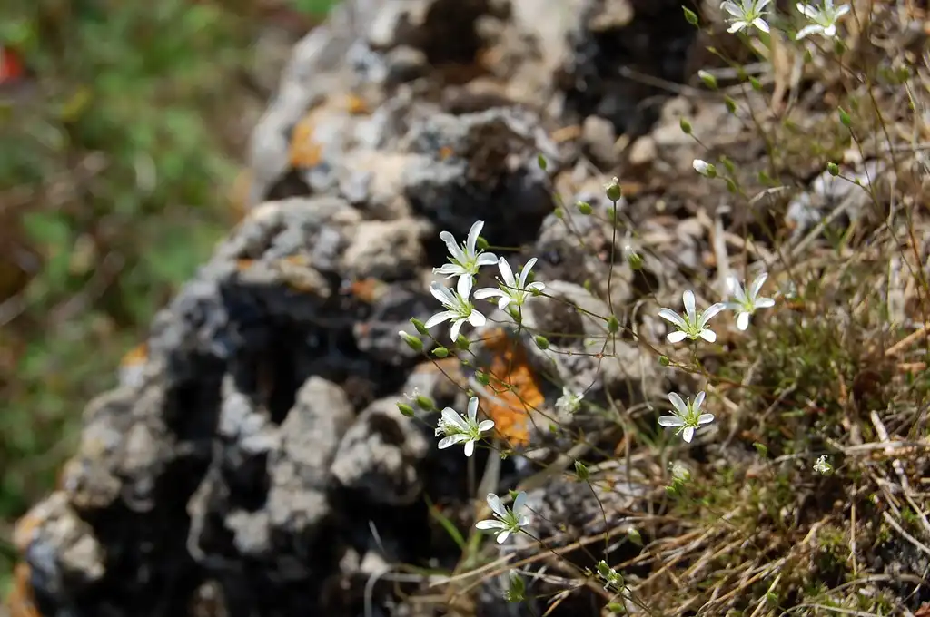 Foto de Sabulina michauxii (Sabulina michauxiis)