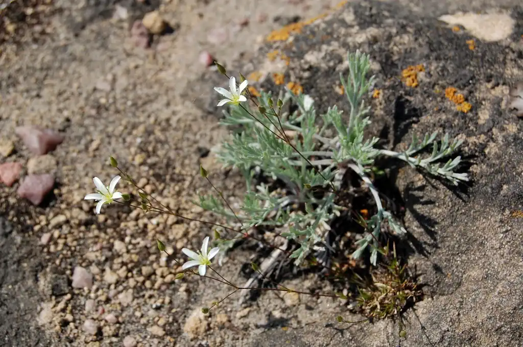 Foto de Sabulina michauxii (Sabulina michauxiis)