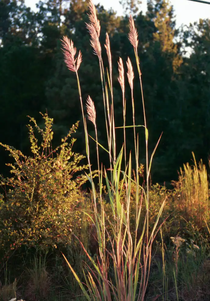 Foto de Saccharum giganteum (Saccharum giganteums)