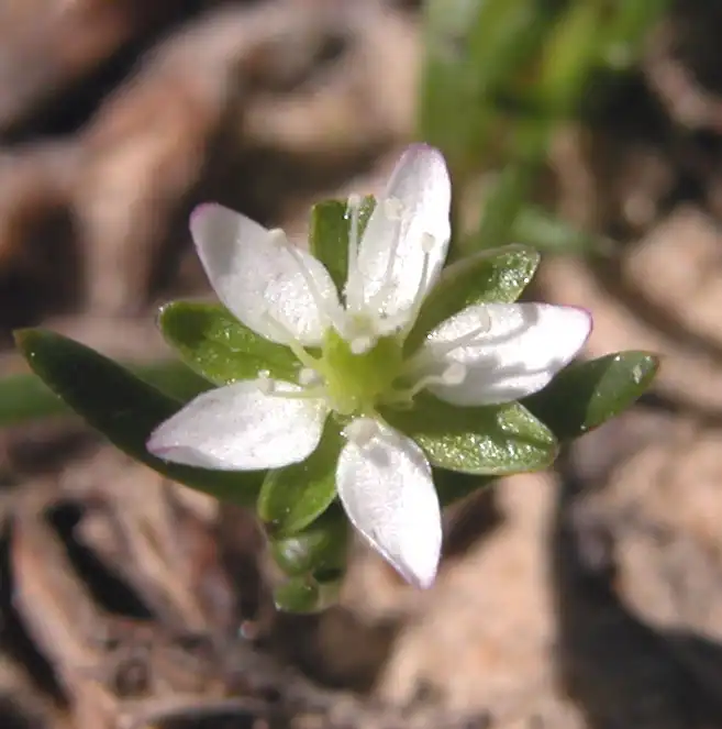Sagina decumbens(Pearlwort) Flower