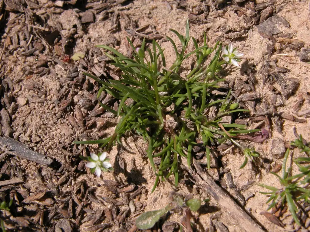 Photo of Sagina decumbens (Sagina decumbenss)
