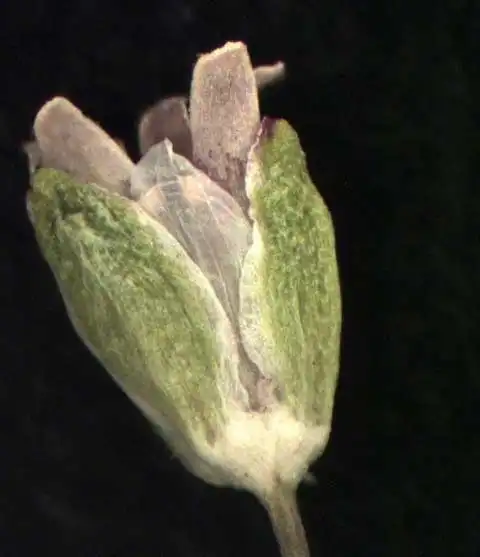 Photo of Sagina decumbens - Sagina decumbens flower:Alexander Krings