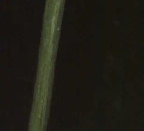 Photo of Sagina decumbens - Sagina decumbens stem:Alexander Krings
