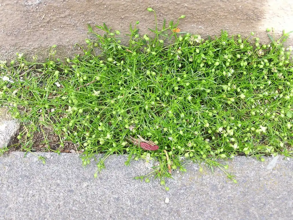 Photo of Sagina procumbens - Form in between walkway:Michael Becker
