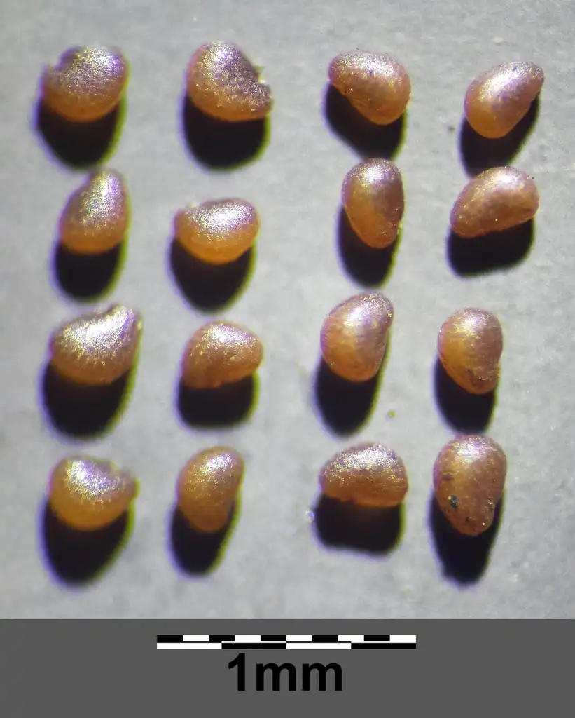 Photo of Sagina procumbens - Seeds:Stefan.lefnaer
