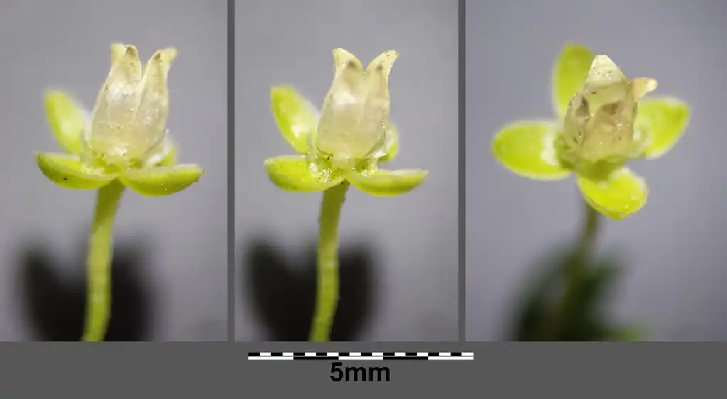 Photo of Sagina procumbens - Flowers:Stefan.lefnaer