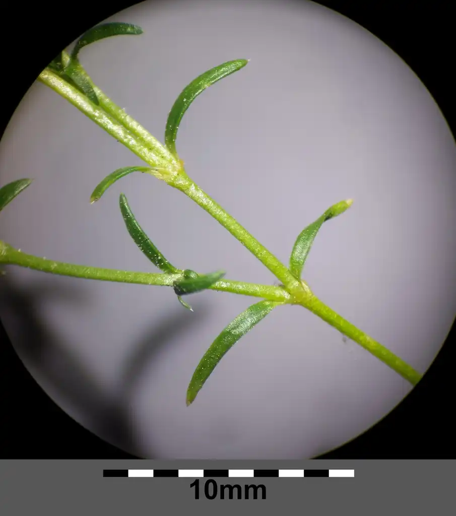 Photo of Sagina procumbens - Leaves:Stefan.lefnaer
