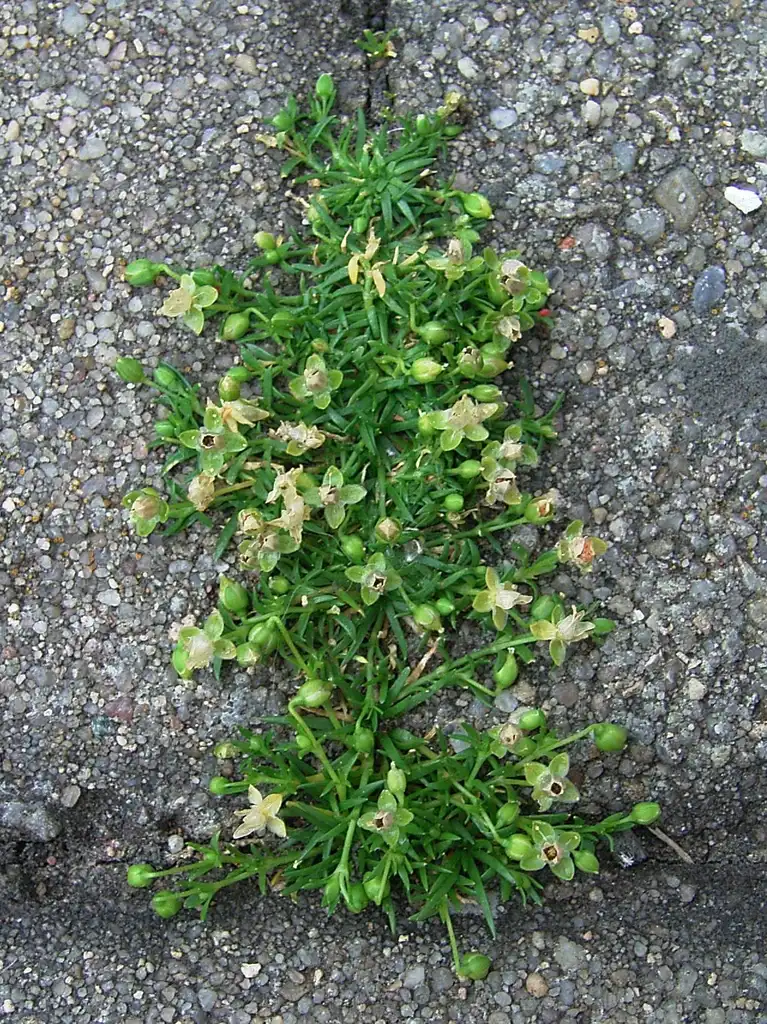 Photo of Sagina procumbens - Sagina procumbens in walkway:Density