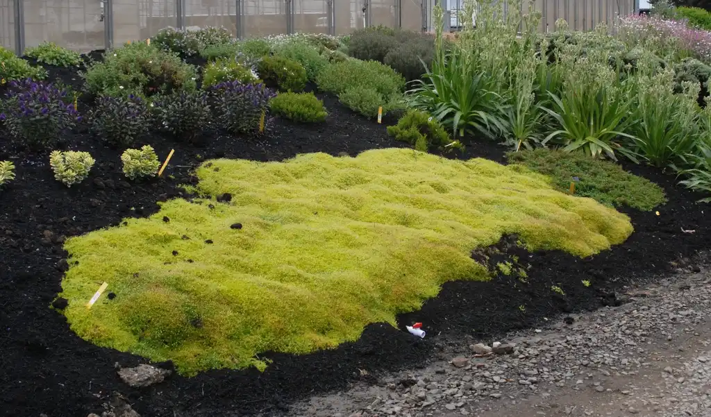 Sagina subulata 'Aurea'(Scotch Moss) Form