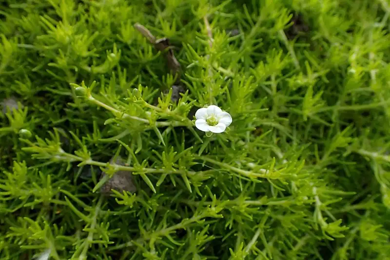 Photo of Sagina subulata 'Aurea' (Sagina subulata 'Aurea's)