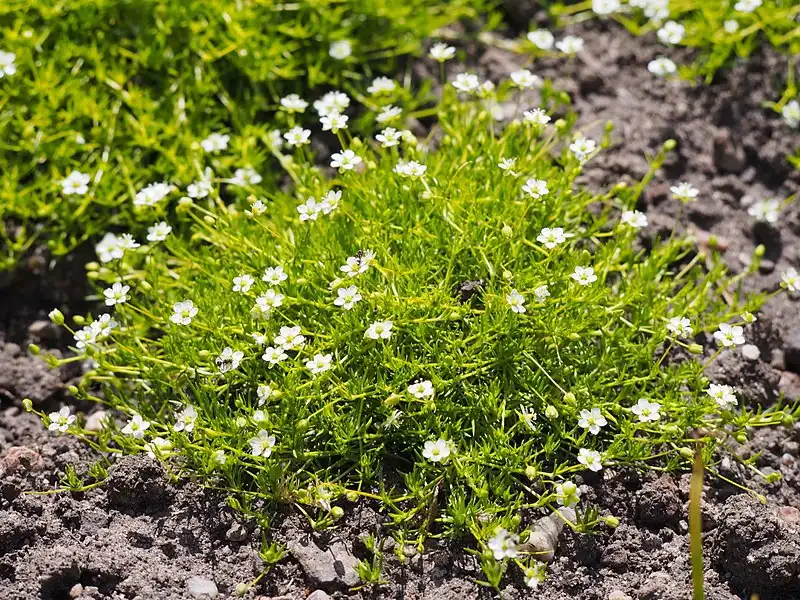 Photo of Sagina subulata 'Aurea' - Form with blooms:Agnieszka Kwiecien, Nova