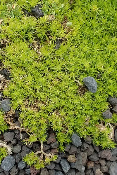 Photo of Sagina subulata 'Aurea' - Foliage close up:Krzysztof Ziarnek, Kenraiz
